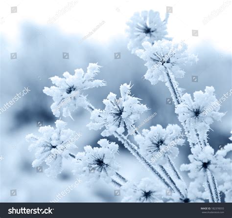 Flower In Winter With Frozen Ice Crystals Stock Photo 182378555