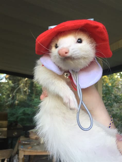 21 Cute Ferret Photos That Will Make You Smile The Modern Ferret