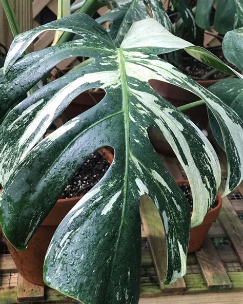 Variegation occurs due to a lack of chlorophyll in some of the plant's cells, which most commonly occurs as a result of cell mutation. Pin di gardendesign
