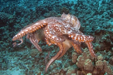 In Flight Hawaiian Day Octopus Moving Along The Reef At