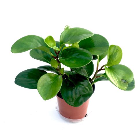 Peperomia Obtusifolia Green Baby Rubber Plant Vern Goers Greenhouse