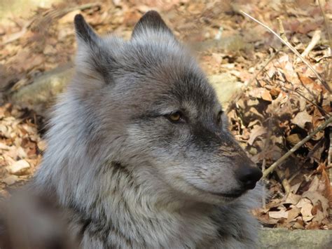 Gray Wolf Zoochat