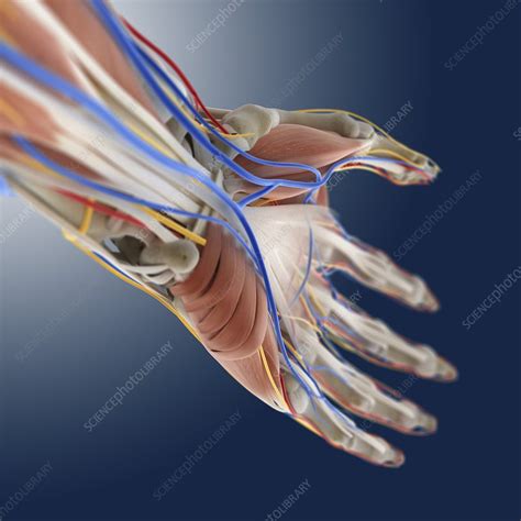 Hand Anatomy Artwork Stock Image C0131872 Science Photo Library