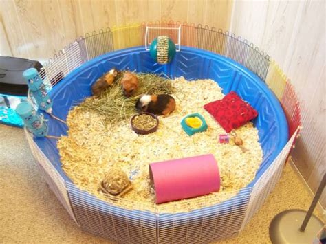 kiddie pool guinea pig cage petdiyscom