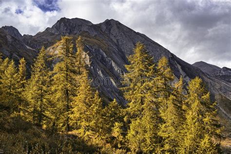 Forest Of Larch Trees With Mountains In Background Stock Image Image