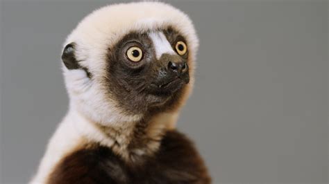 A Jumping Lemur On The Brink The Coquerels Sifaka Hops For Survival