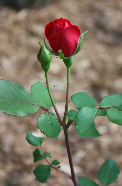 Rose Rosebud Flower Free Photo On Pixabay Pixabay