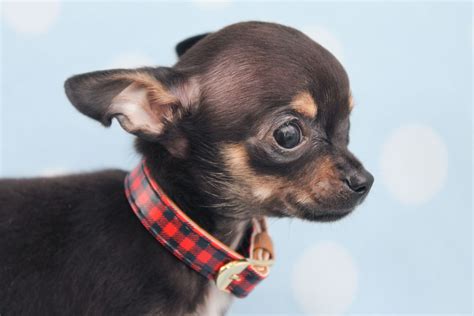 73 Grown Teacup Chihuahua Pic Bleumoonproductions