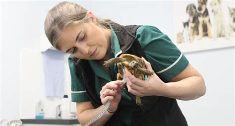 Our practice performs emergency exotic pet care as well as general health checkups, surgical cases & consultations, nutritional advisement, dental issues, and more! 42+ Exotic Pet Vet Near Me - Wayang Pets