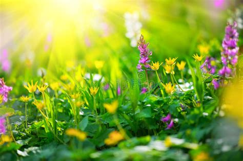 Spring Wildflowers Near Bozeman Montana Usa Stock Photo Image Of