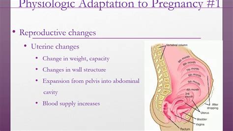 Maternal Adaptation To Pregnancy Nursing Lecture Youtube
