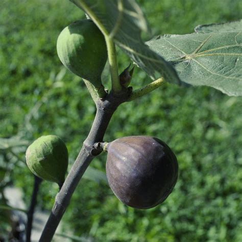 When you purchase a fig tree from ebay, you can grow them and eat the figs plain or use them in recipes. Chicago Hardy Fig - Fig Trees - Stark Bro's