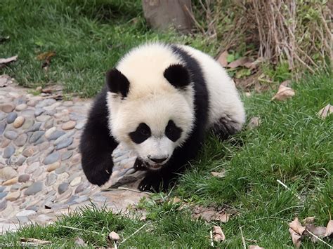Pandas And Chengdu Nightlife Matts Asia Travels