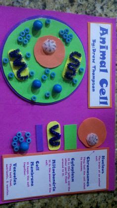 Check spelling or type a new query. Animal and plant cell project idea. Foam is awesome to ...