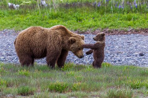 Brown Bear Photo Cub Playing 173 Alaska Lake Clark Jess Lee