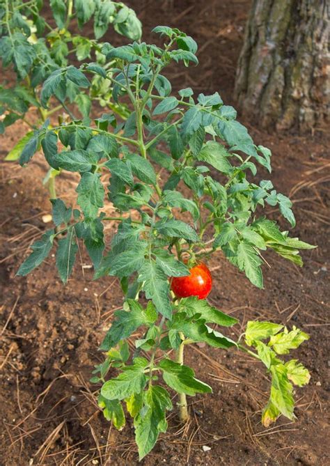 Red Tomato Plant Vertical View Stock Image Image Of Juicy Branch