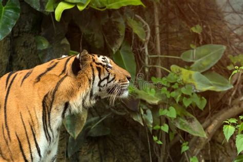 Close Up Of Indochinese Tiger Standing In Front Of Tunel Of Forest