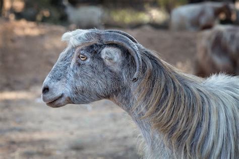 Goat With Long Gray Hair Israel Stock Image Image Of Drought Nature