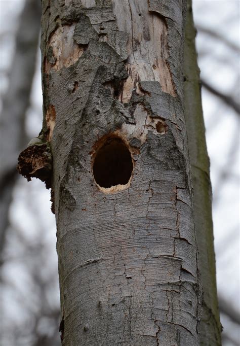 Woodpeckers Of Europe Black Woodpecker Nesting Cavity
