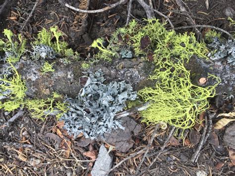 Loderhof — lechen ist ein naturschutzgebiet: Lichens Are Losing to Wildfire, Years After Flames Are Gone | College of Agricultural and ...