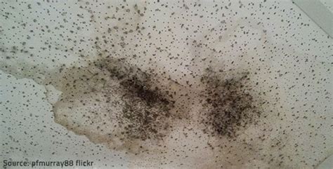 Mold on the ceiling doesn t randomly arrive without a reason it enjoys a comfortable humid and this mold can be black green brown or orange. 10 Facts about Mold - Health Risks, Mold Prevention ...