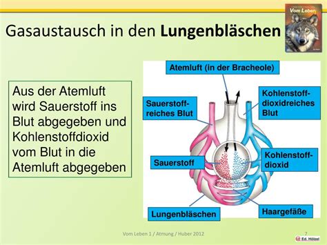 Beim menschen ist die hautatmung mit 10 % an der gesamten atmung beteiligt. PPT - Die Atmung des Menschen PowerPoint Presentation ...