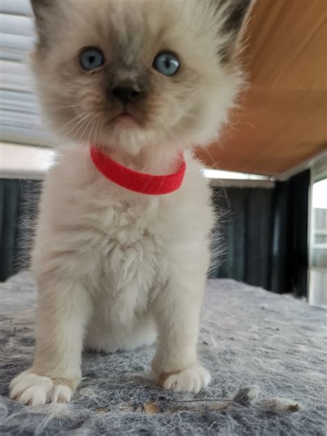 Available kittens offered for sale by regencyrags. Ragadoll Kittens for Sale | Ragdoll for Sale | Barnsley ...