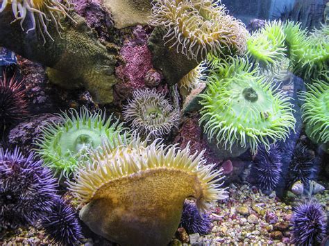 Fascinating Facts About Sea Anemones You Never Knew Animal Sake