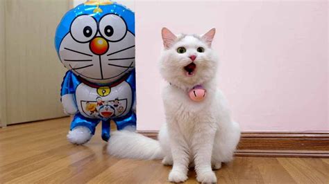 Cats Vs Doraemon Youtube