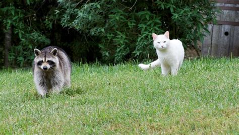 Indoor cats should get distemper and feline lukemia, there may be others, ask your cat's vet to make sure. Top 10 Animals That Are Most Likely To Attack Pet Cats ...