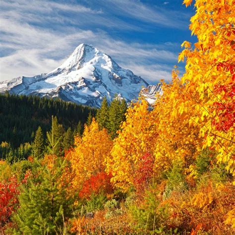 Amazing Beautiful Fall Morning Enjoy Nature 🌻☀️💛 Enjoynature