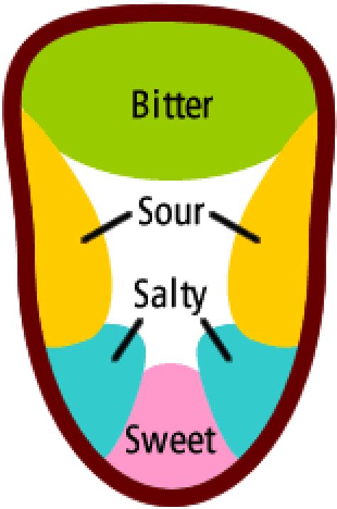 The Tongue Map Myth How It Originated And Grew Learnodo Newtonic