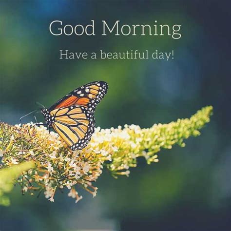 See more ideas about wonderful day quotes, good morning greetings, good morning quotes. Good Morning Have A Beautiful Day - BoomSumo Quotes
