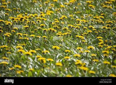 Field Of Dandelions Stock Photo Alamy