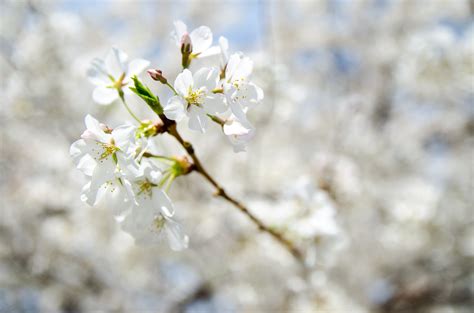 1280x720 Wallpaper White Cherry Blossom Peakpx