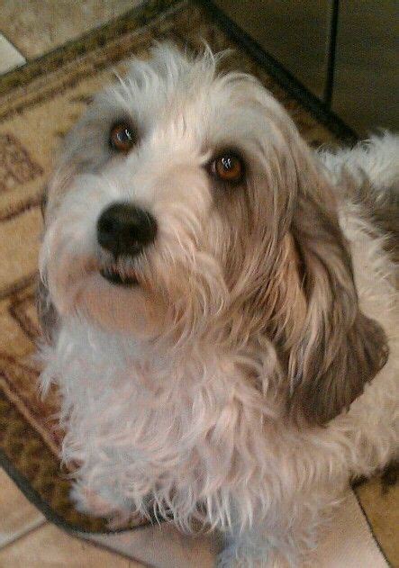 Curious about pet transport to malaysia? My darling pbgv Malley, rest in peace, I miss u so ...