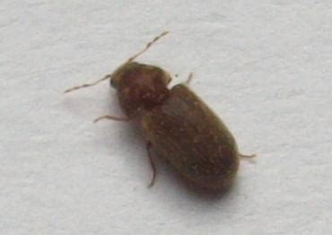 La première paire d'ailes des papillons est grise à marron avec des points noirs, et leur seconde paire est blanche. insecte inconnu dans ma cuisine