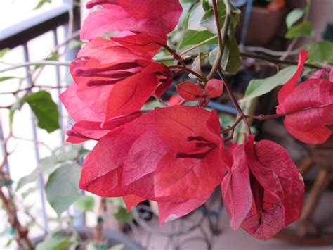 Er ist auch (wegen meines. Bougainvillea » Wann sollten Sie die Drillingsblume reinholen?