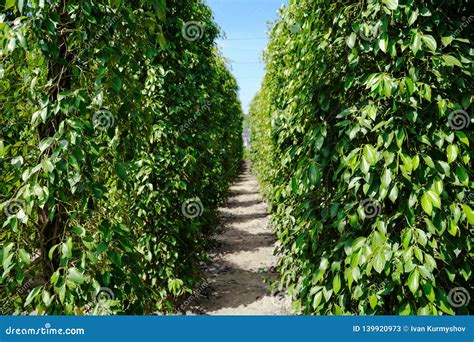 Pepper Farm Plantation Green Raw Black Peppercorn Stock Image Image Of Herb Natural