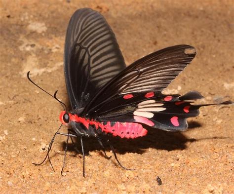 This Is A Common Rose A Type Of Swallowtail Butterfly Swallowtail