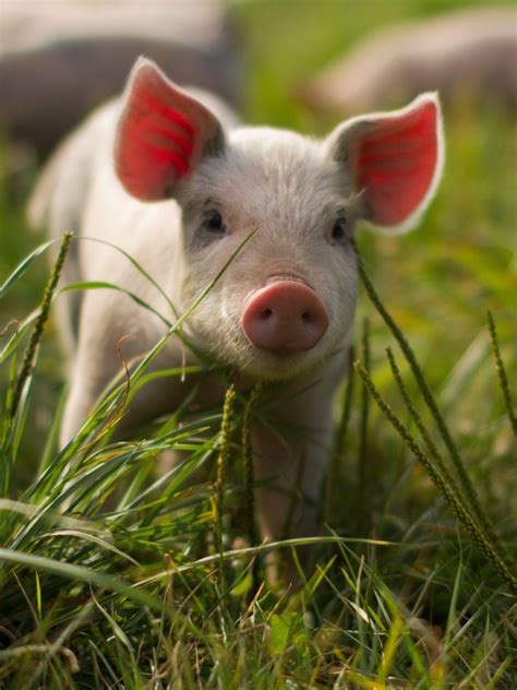 Baby Pigs Wallpapers Top Free Baby Pigs Backgrounds Wallpaperaccess