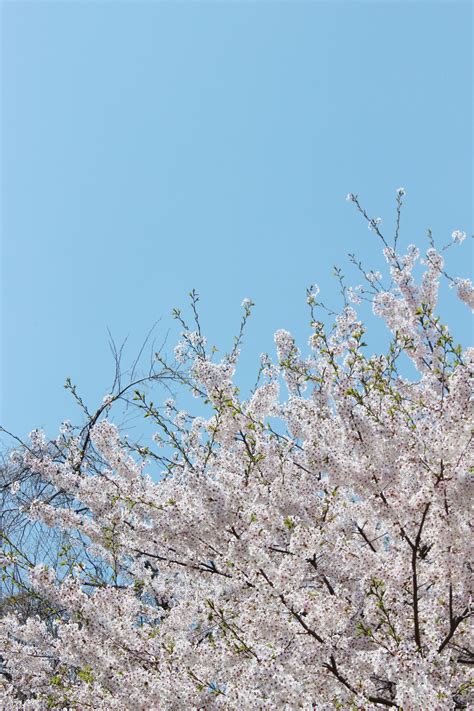 Gambar Pohon Cabang Mekar Menanam Langit Musim Semi Bunga
