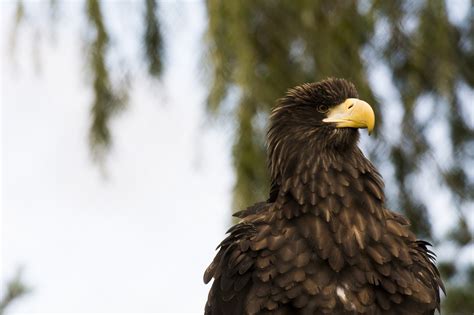 Eagle Bird Predator Beak Feathers Wallpapers Hd