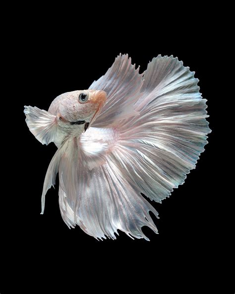 Capture The Moving Moment Of White Siamese Fighting Fish Isolated On