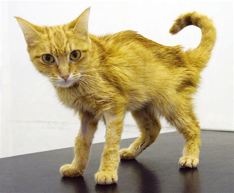 Specially formulated foods for cats with kidney failure concerns. Chronic Kidney (Renal) Failure