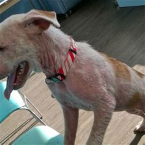 Conventional dog mange treatment includes dipping dog in lime sulfur dip solution. How to Cure Mange in Dogs: 11 Steps (with Pictures) - wikiHow