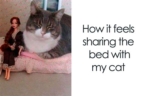 50 Funny And Relatable Cat Memes That Show Why The Internet Loves Them