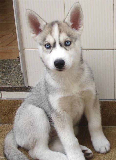 Grey And White Husky With Blue Eyes My Fav Siberian Husky Dog