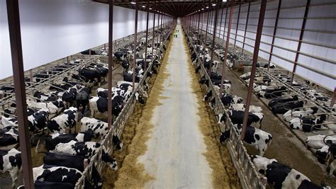 Massive dairy farms and locals debate: Can manure from so many cattle ...