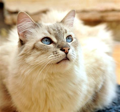 34 Hq Images Flame Point Siamese Cat Long Hair Kitty Match Adopted